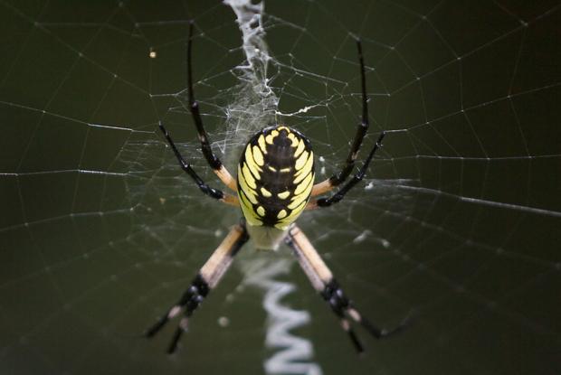 Argiope aurantia