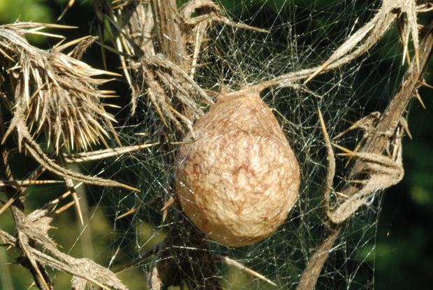 Argiope aurantia, Québec, Canada.