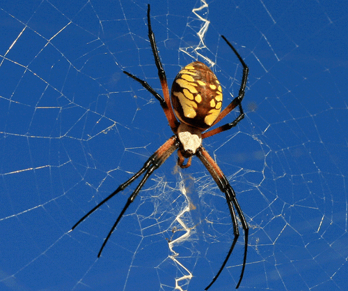 Argiope aurantia