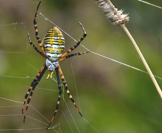 Argiope trifasciata, Québec, Canada