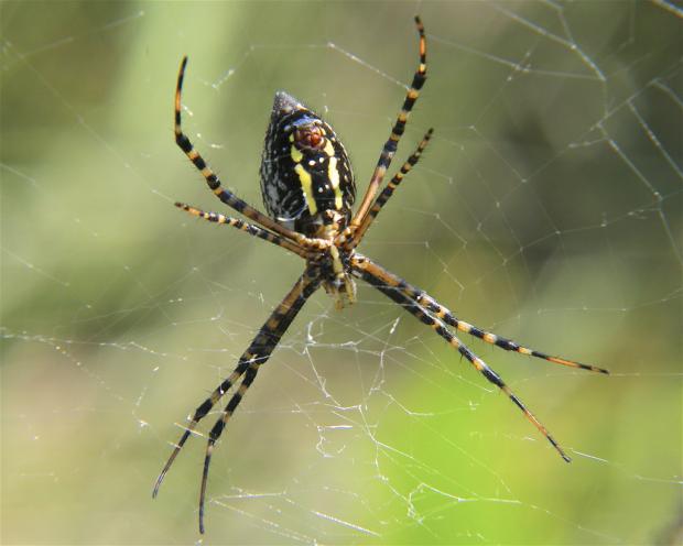 Argiope trifasciata