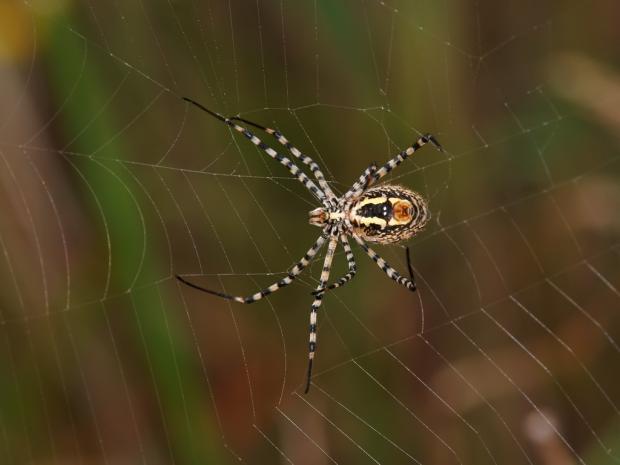 Argiope trifasciata