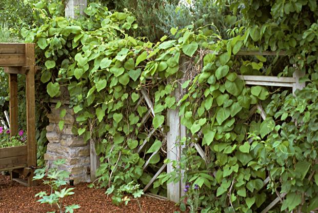 Aristolochia macrophylla