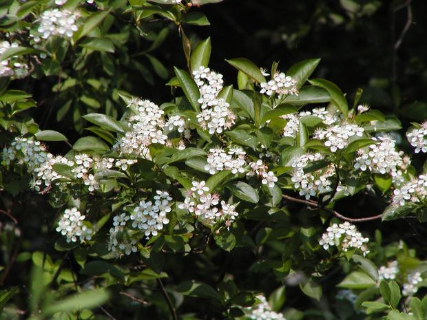 Aronia melanocarpa
