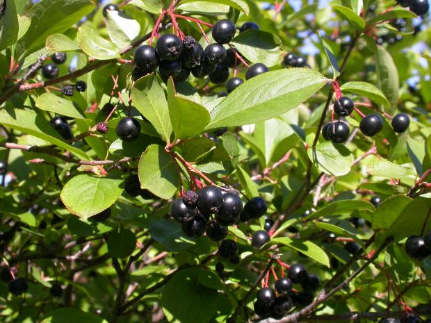 Aronia melanocarpa
