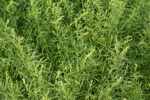 Artemisia dracunculus 'Inodora'
