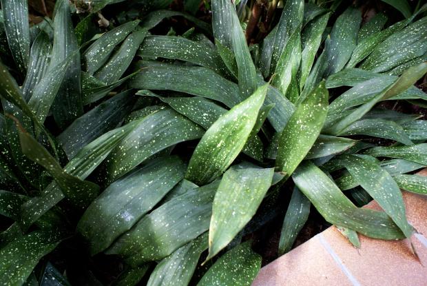 Aspidistra 'Milky Way'