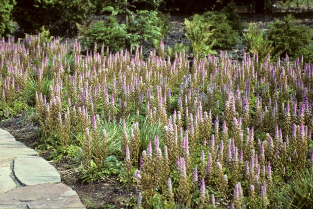 Astilbe chinensis 'Pumila'