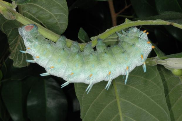 Atlas moth caterpillar