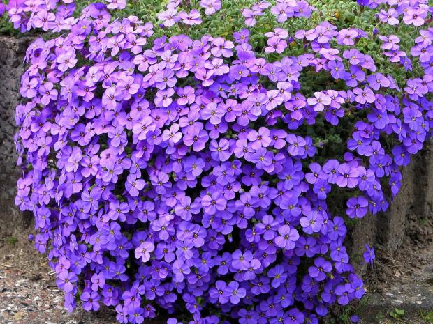 Aubrieta deltoides
