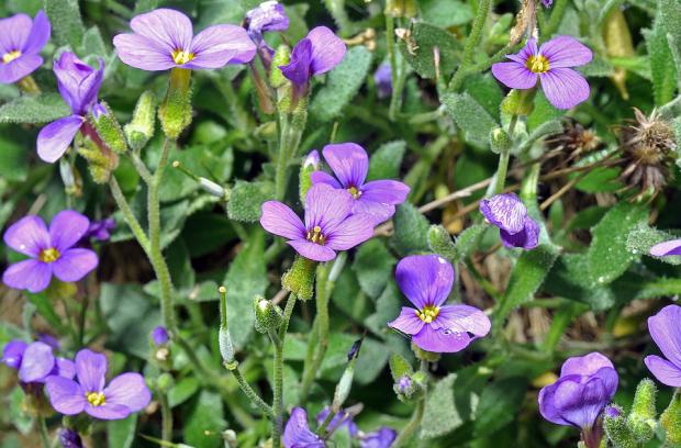 Aubrieta deltoides