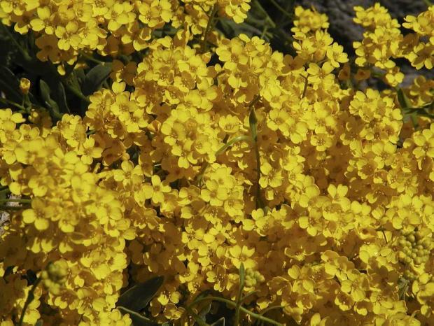 Alyssum saxatile 'Compactum'