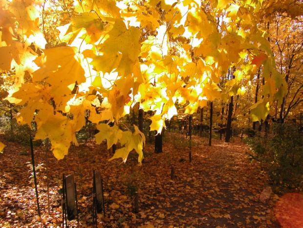 First Nations Garden in autumn.