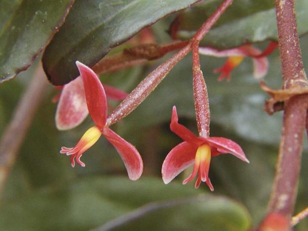 Begonia komoensis