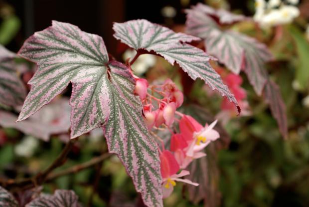 Begonia 'Pink Minx'