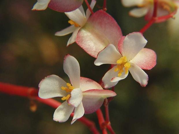 Begonia sanguinea