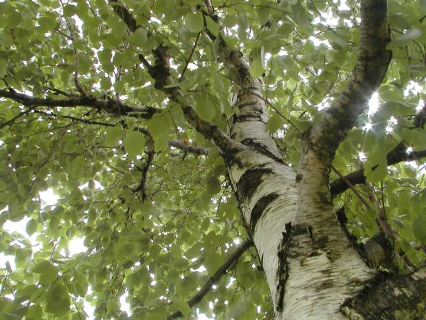 Betula papyrifera.