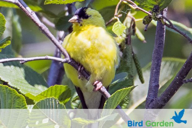 Bird garden with logo