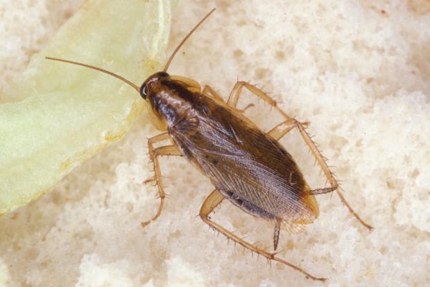 Blattella germanica