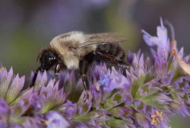 Bombus impatiens.