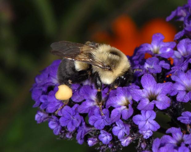 Bombus impatiens