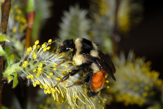 Bombus ternarius