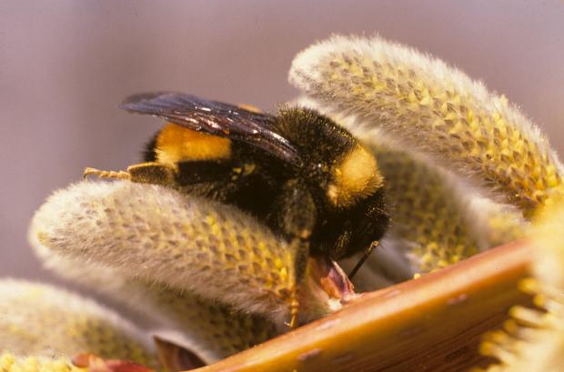 Bombus terricola
