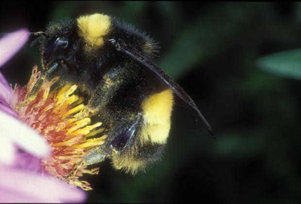 Bombus terricola, Québec, Canada.