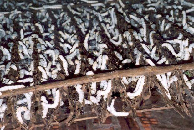 Breeding of silkworms, Vietnam.