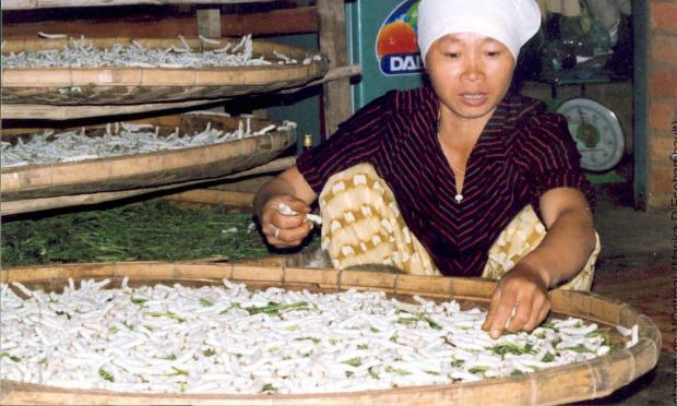 Breeding of silkworms, Vietnam.