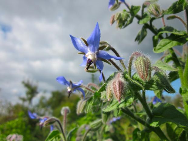 Bourrache officinale