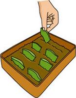 Cuttings illustration
