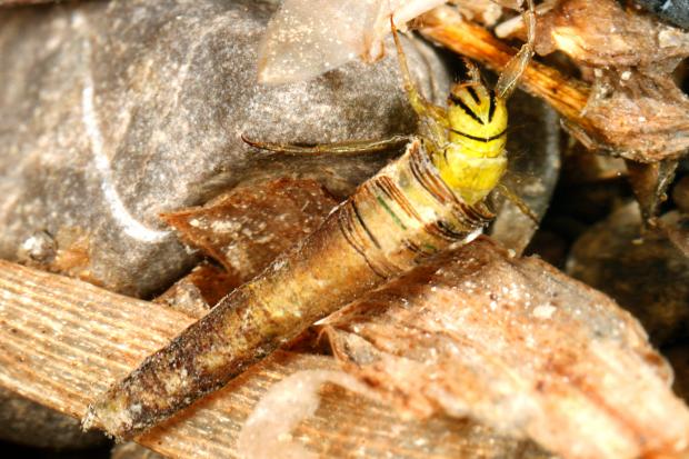 Brachycentrus lateralis, Québec, Canada.