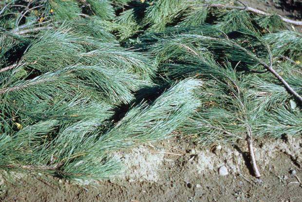 Evergreen boughs (0203-00017)
