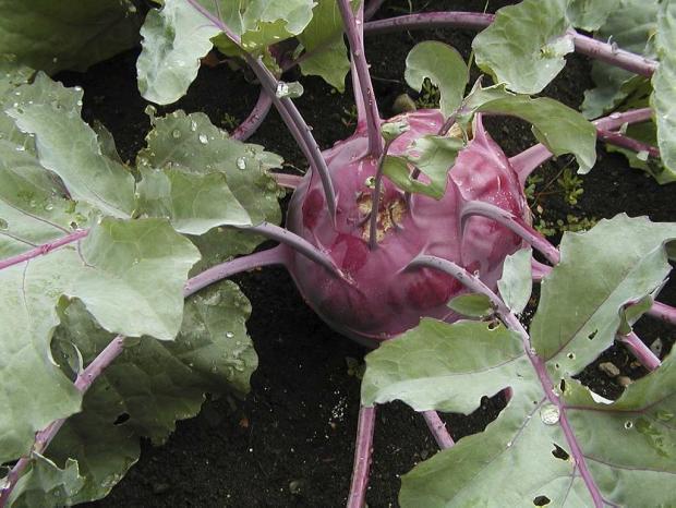 Brassica oleracea (gr. Gongylodes) 'Early Purple Vienna'