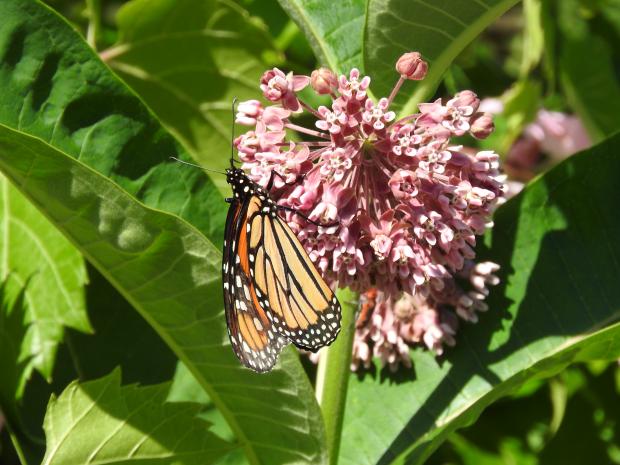 1 - Common milkweed
