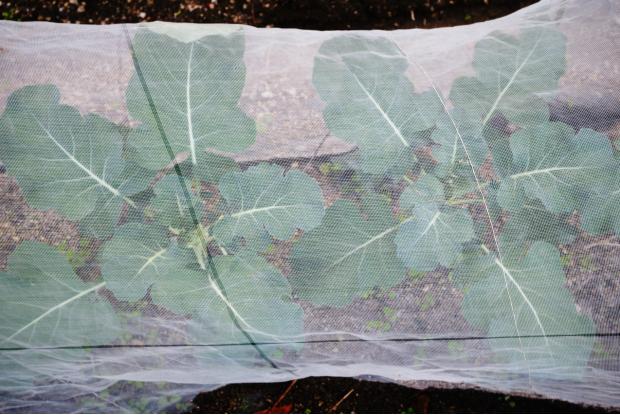 Brocoli sous un filet protecteur