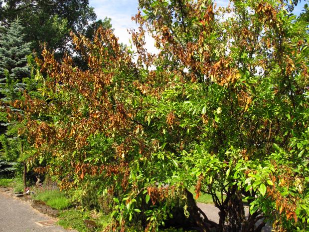 Bacterial blight on an apple tree
