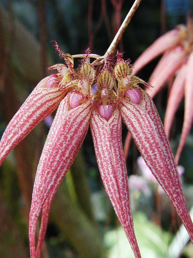 Bulbophyllum Elizabeth Ann 'Bucklebury' AM/RHS