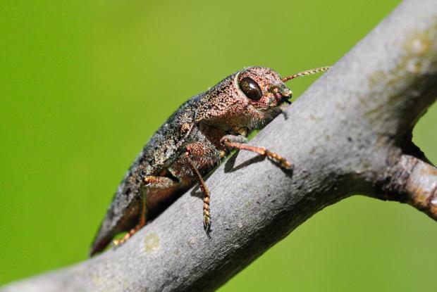 Dicerca