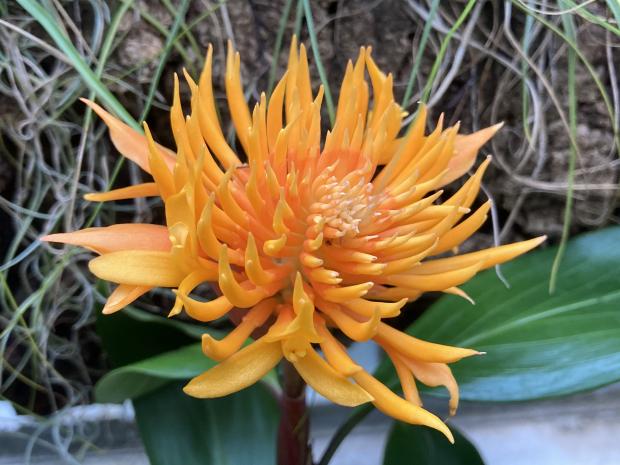Burbidgea schizocheila flower