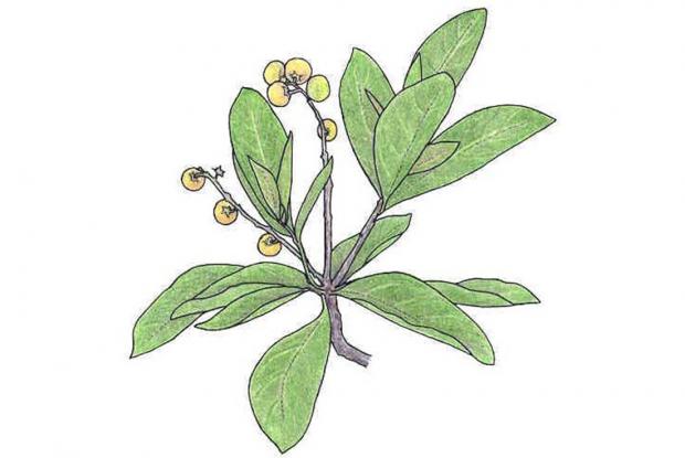 Byrsonima crassifolia (L.) Rich.