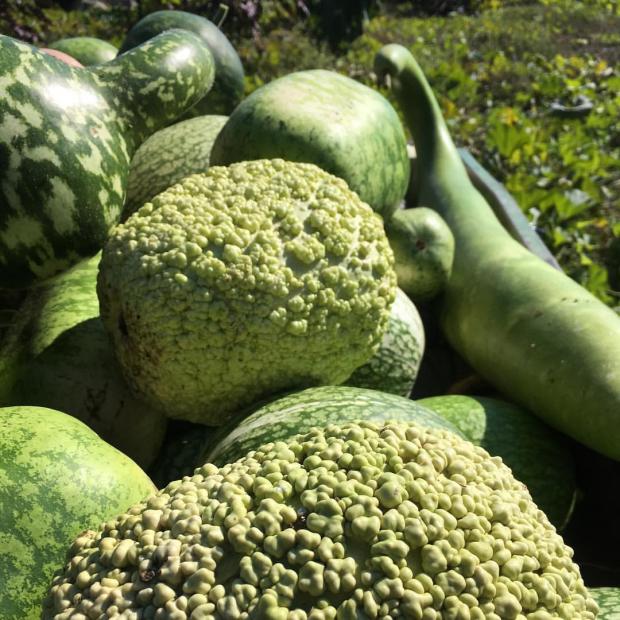 Calabash (gourd)