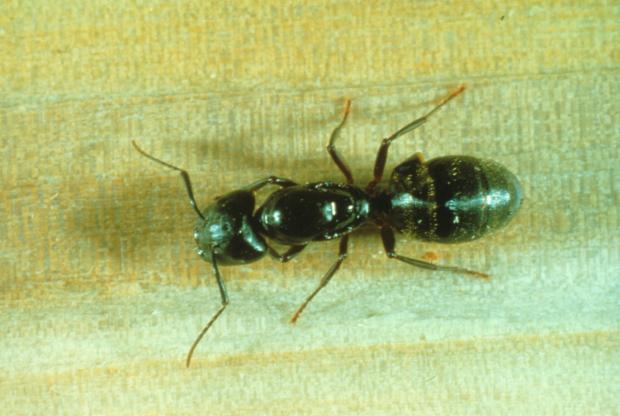Camponotus sp, Québec, Canada.