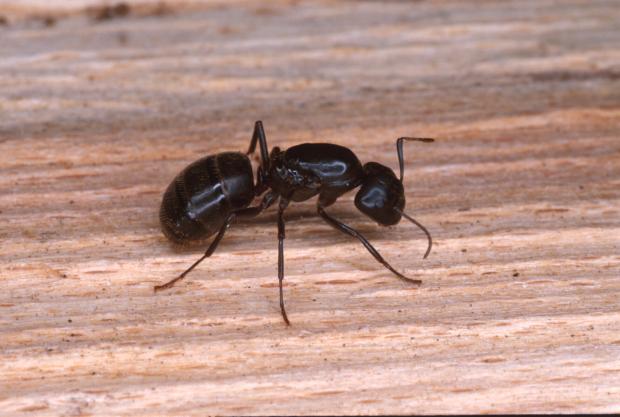 Camponotus sp, Québec, Canada.