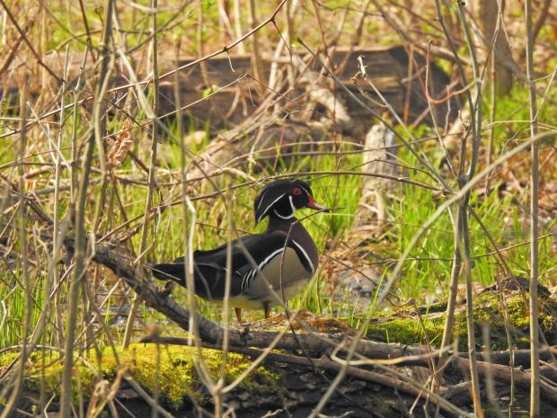 Canard branchu