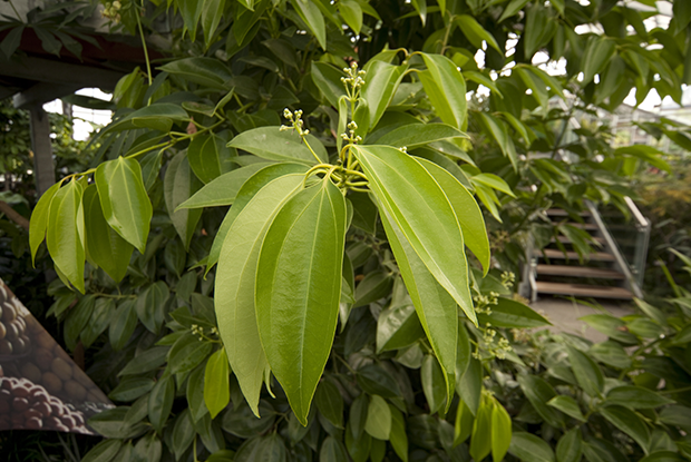 Cannelier (Cinnamomum myrianthum)