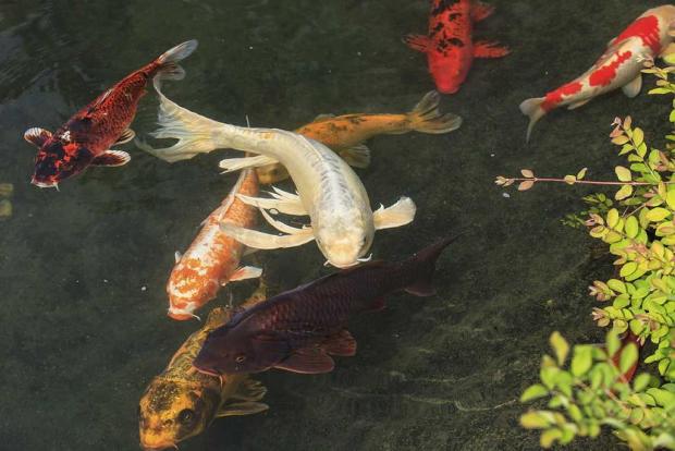 Koi