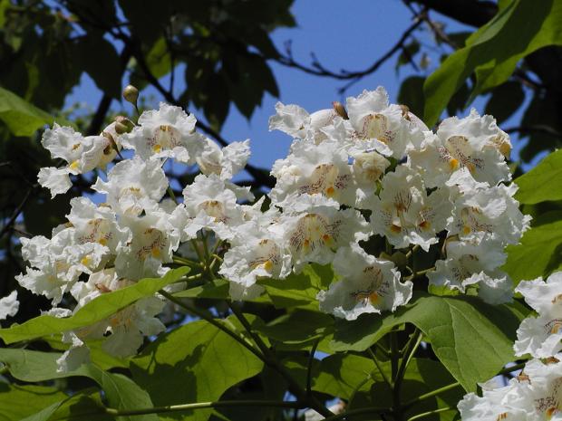 Catalpa speciosa.