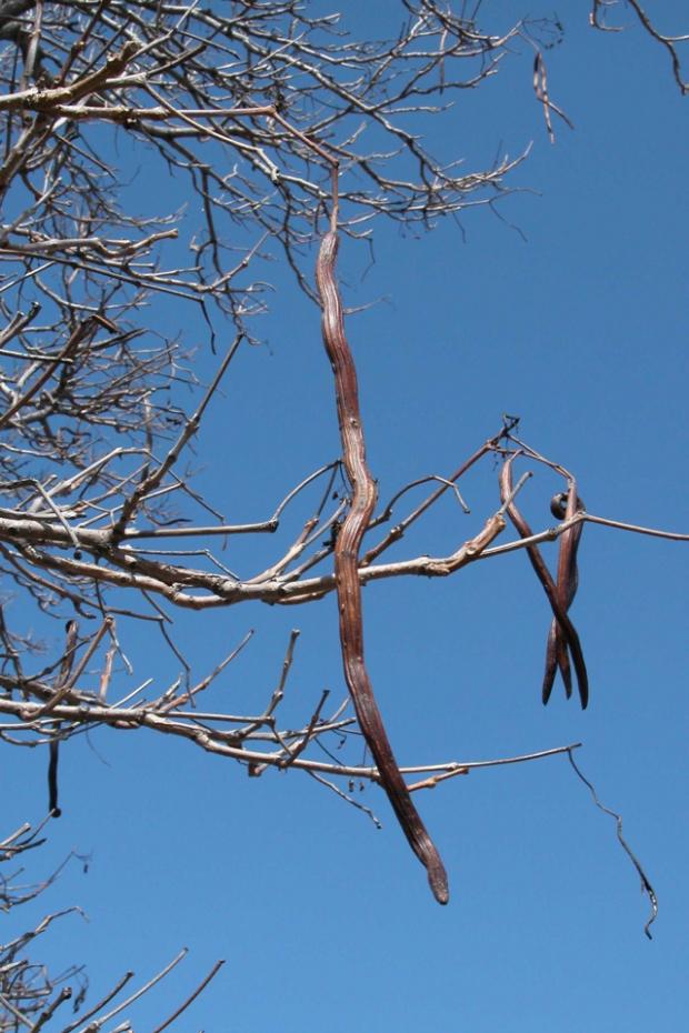 Catalpa speciosa.
